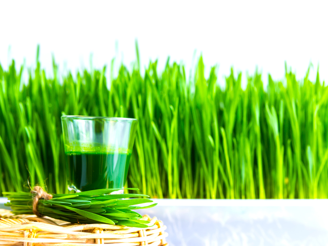 Shot glass of wheat grass with fresh cut wheat grass and wheat grains