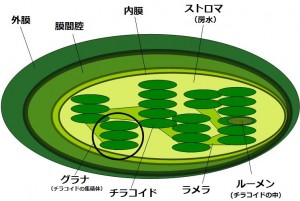 チラコイド2